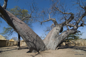 Twin-Baobabs, Heike Pander