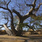 Baobab Twins, Heike Pander