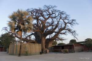 Baobab, Heritage Center, Outapi, Heike Pander