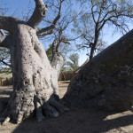 Twin-Baobab, Heike Pander