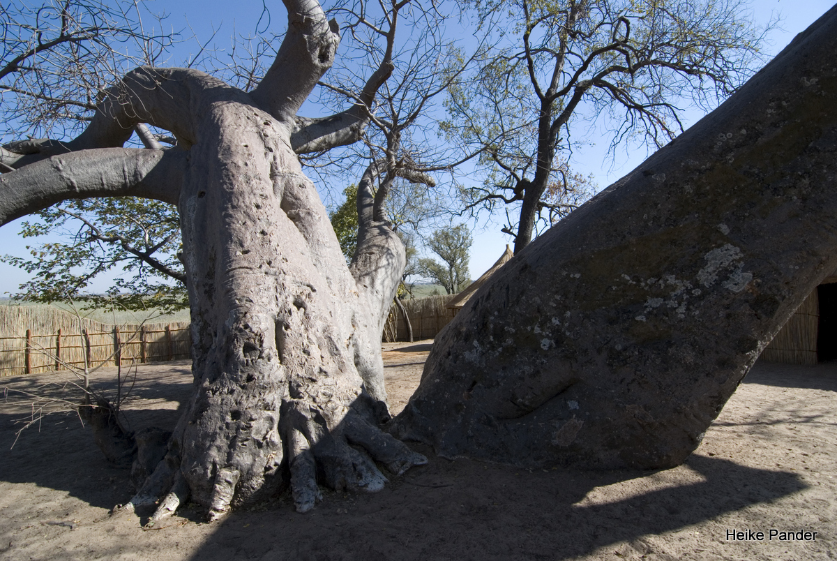 Twin-Baobab, Heike Pander