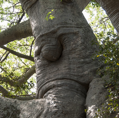 Sunland Baobab, Grumpy Face