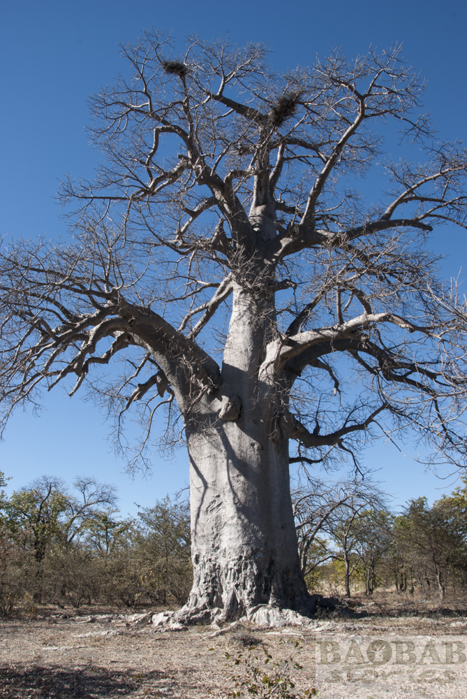 Baobab, Gweta