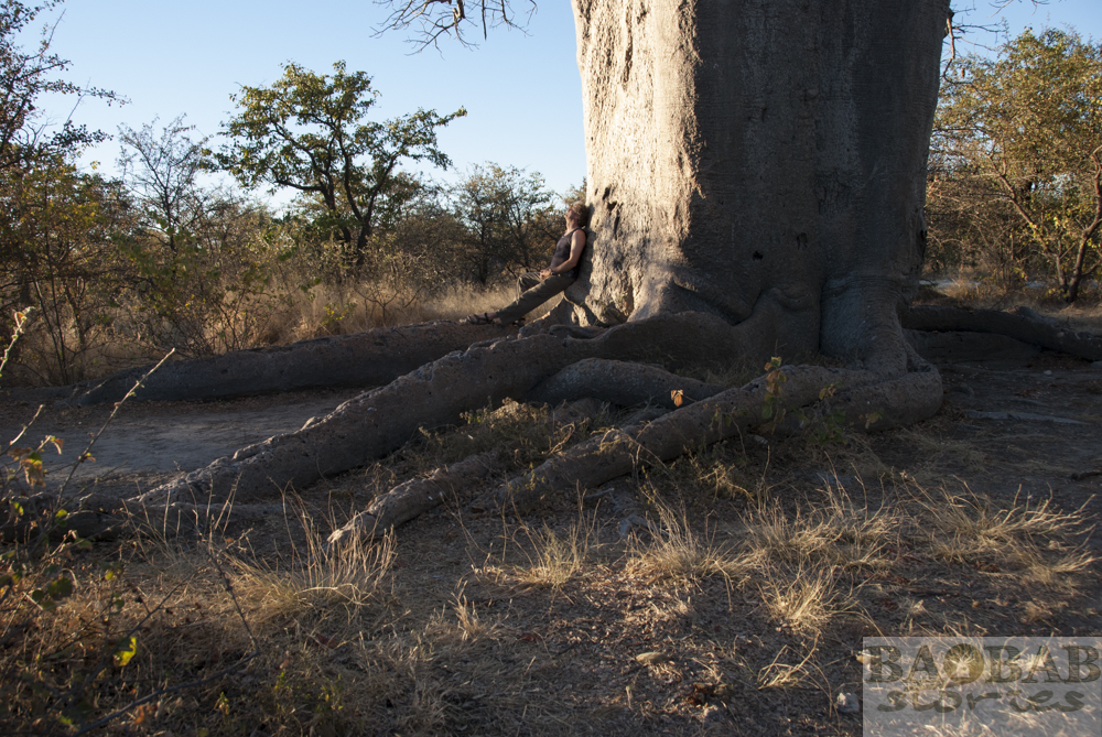 Baobab, Roots, Planet Baobab