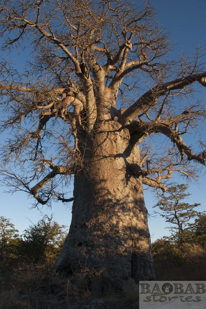 Baobab, Planet Baobab