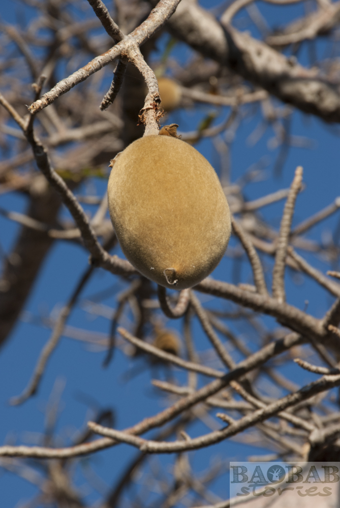 Baobab Fruit Planetbaobab Baobab