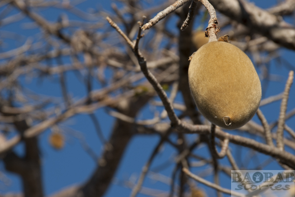 Baobab, Fruit