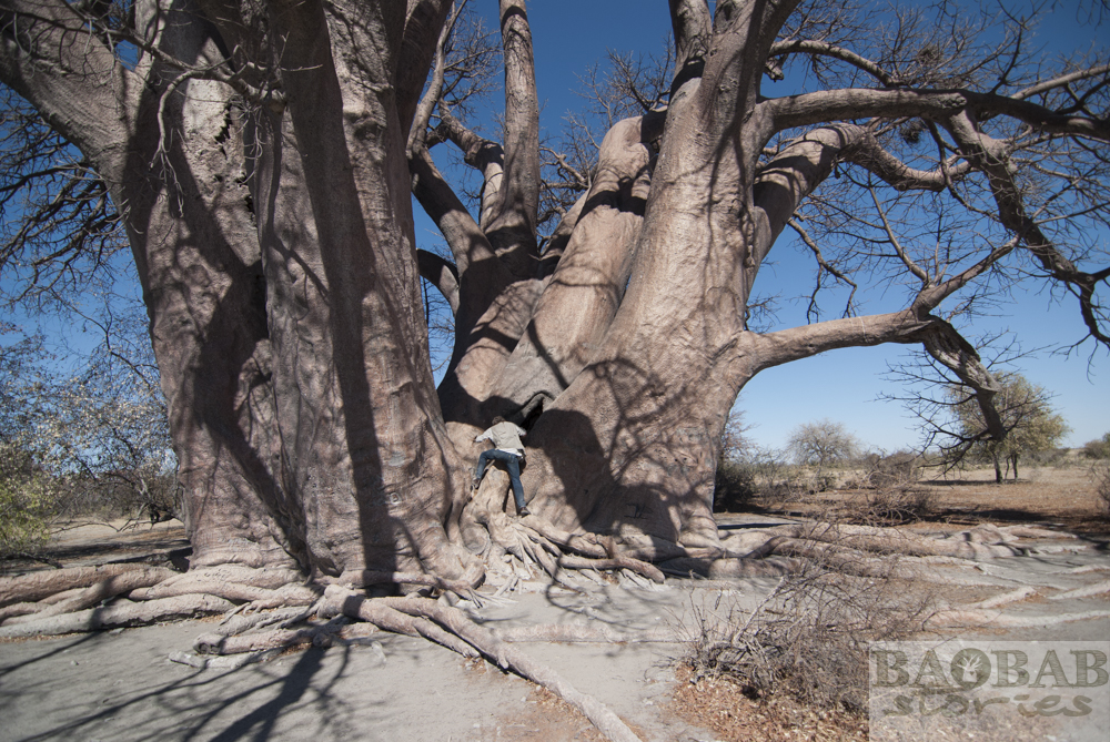 Champman's Baobab