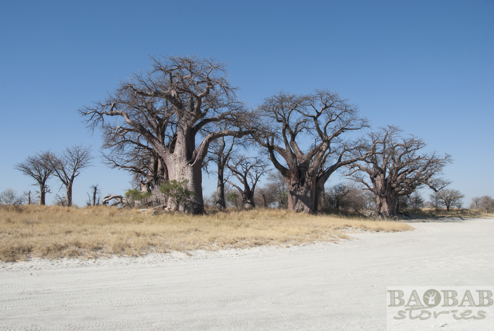 Baines Baobabs, Botsuana