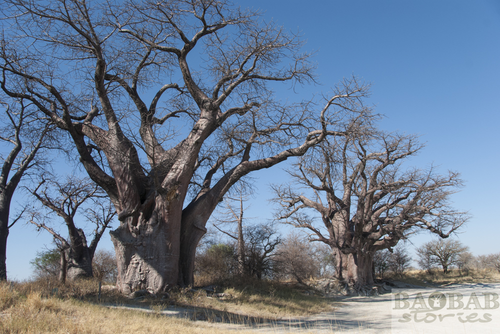 Baines Baobabs, Botsuana