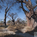 Baines Baobabs, Botsuana