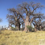 Baines Baobabs, Botsuana