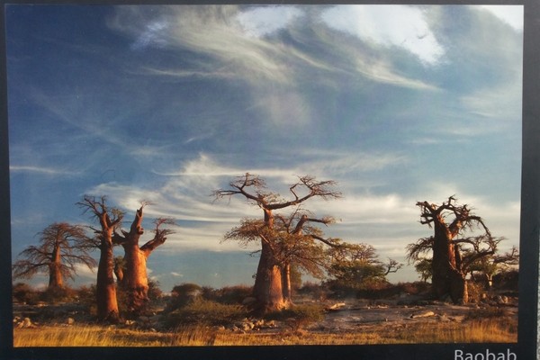 Baobab, Book by Ralph Stutchbury
