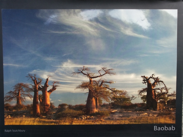 Baobab, Book by Ralph Stutchbury