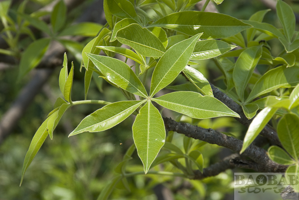 Glencoe Baobab, Leaves