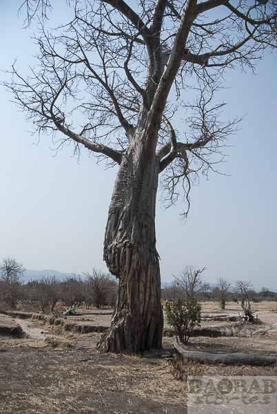 Baobab with Elephant Damage, Mana Pools
