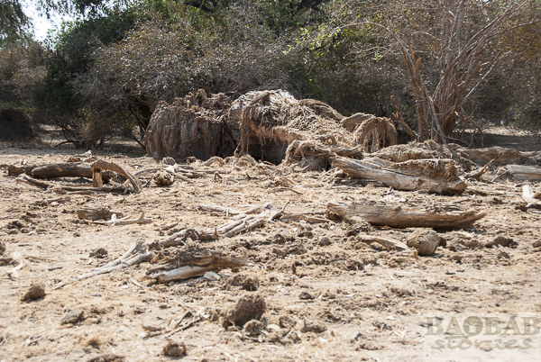 Dead Baobab at Mana Pools