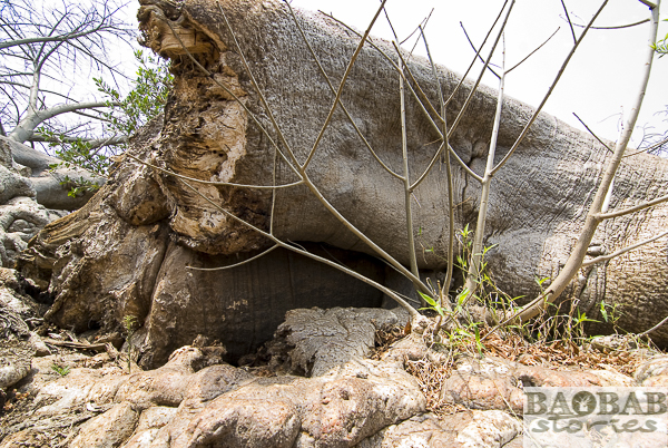 Glencoe Baobab, Detail
