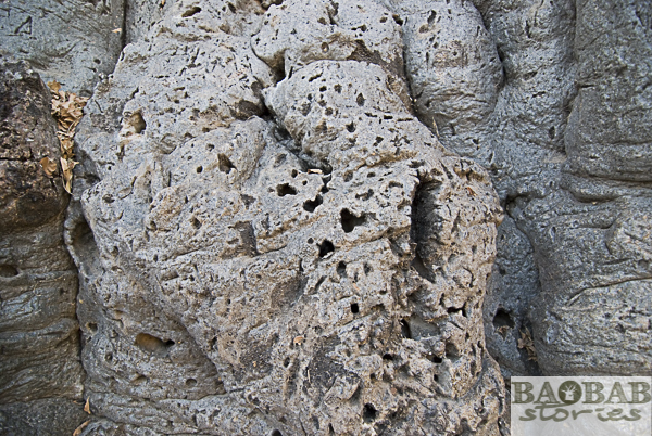 Baobab Bark