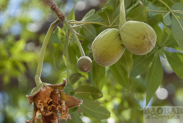 Baobab flower buds