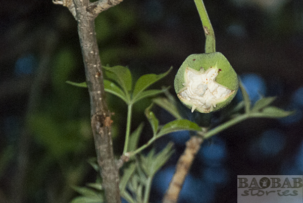 Baobab flower opening