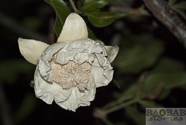 Baobab flower opening
