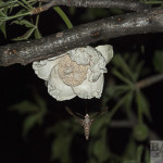 Baobab flower with hawkmoth