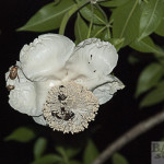 Baobab flower with rose beetles