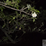 Baobab flower on tree