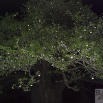 Baobab flowers on tree