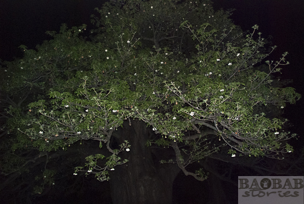 Baobab flowers on tree