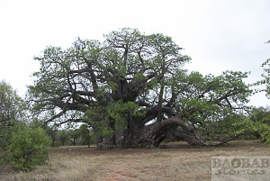 Baobab, Sagole Big Tree