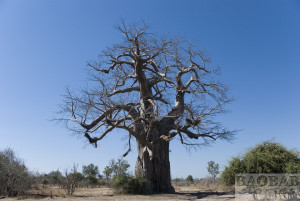 Baobab, South Luangwa