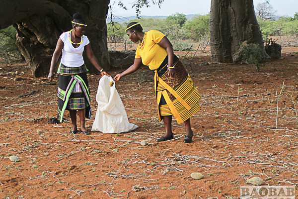 Sylvia Mathoho and Mashudu Rammbasa collecting Baobab Fruit