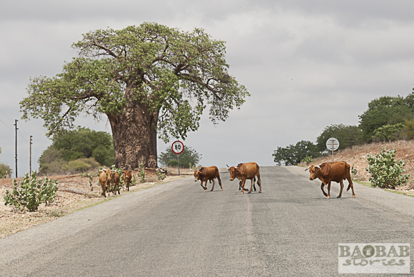 Baobab an Cattle anlong the Road, South Africa