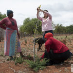 Selina Maovhele with Blessing Mamubeda and Dr. Sarah Venter measuring a Baobab