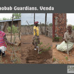 Baobab Guardians, Venda
