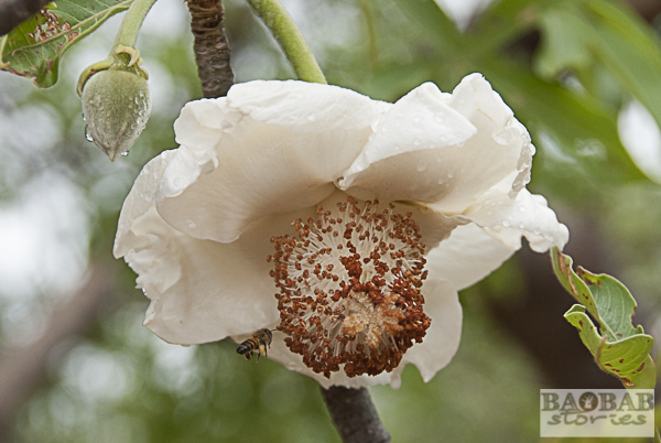 Baobab Flower with Bee