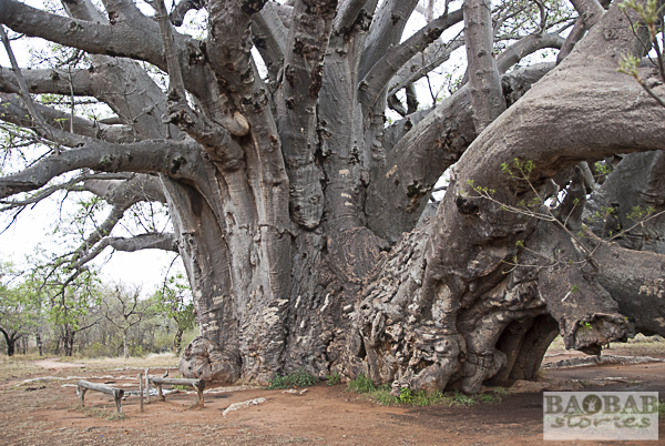 DSC_0419 - Baobab