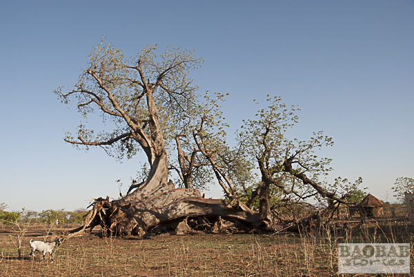 Baobab um Chiswiti, Mount Darwin, Simbabwe