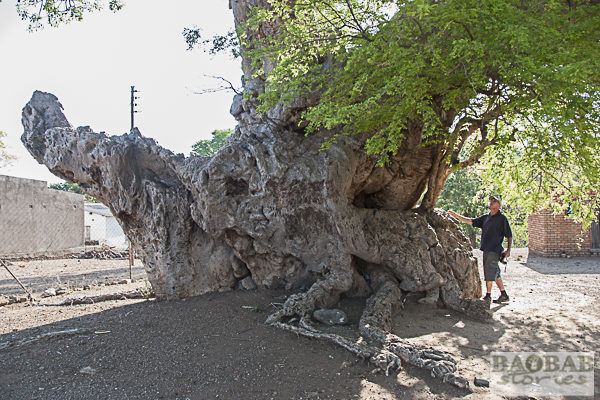 Bizarre Baobab, Mount Darwin Area, Zimbabwe