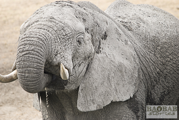 Elephant, Kruger NP, South Africa