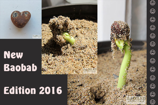 Baobab from Seed to Seedling, 2016