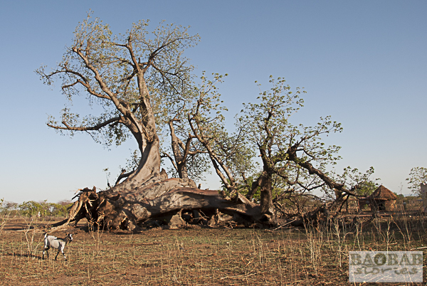 Baobab, around Mt. Darwin