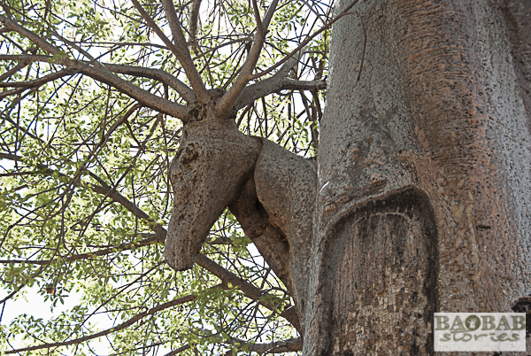 Baobab Excrescence "Deer Head", Kajokoto, Zimbabwe