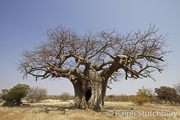 Baobab in Zimbabwe