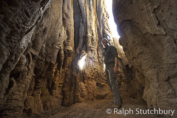 Ralph Stutchbury in a hollow Baobab
