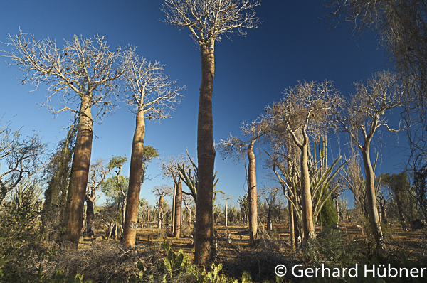Baobabs at Ifaty, Gerhard Hübner