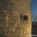 Baobab Bark, Ifaty, Gerhard Hübner