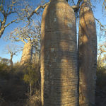 Baobabs at Ifaty, Gerhard Hübner
